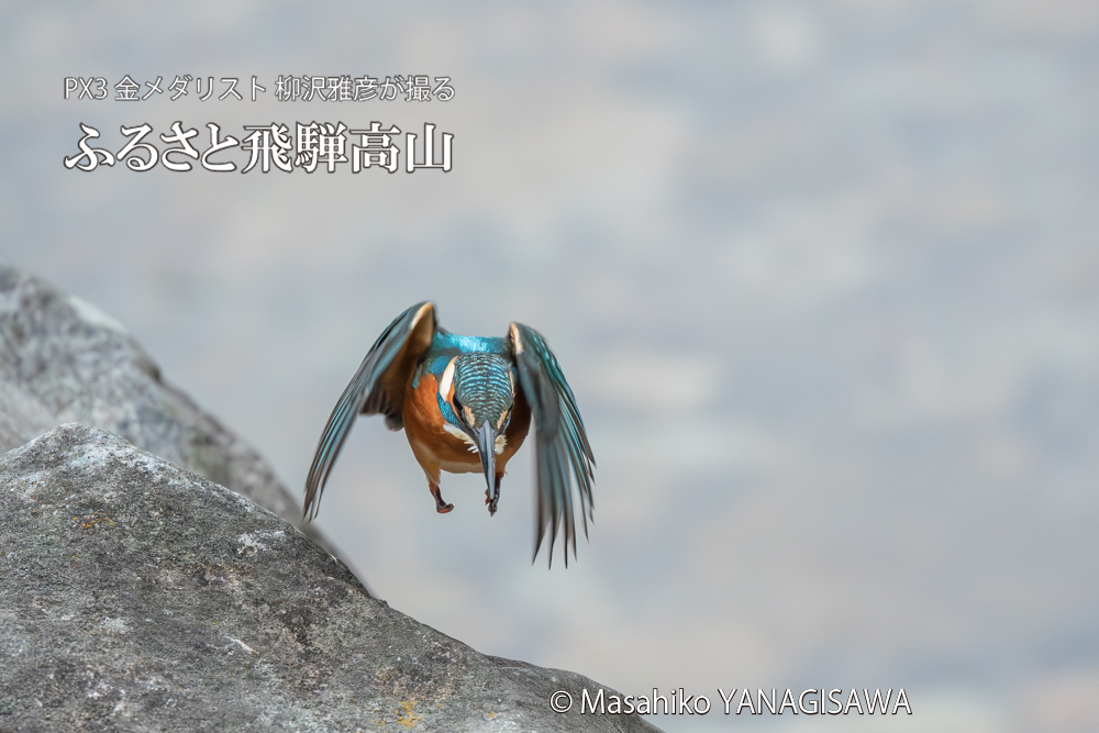 飛騨高山に棲むカワセミの写真。撮影・柳沢雅彦