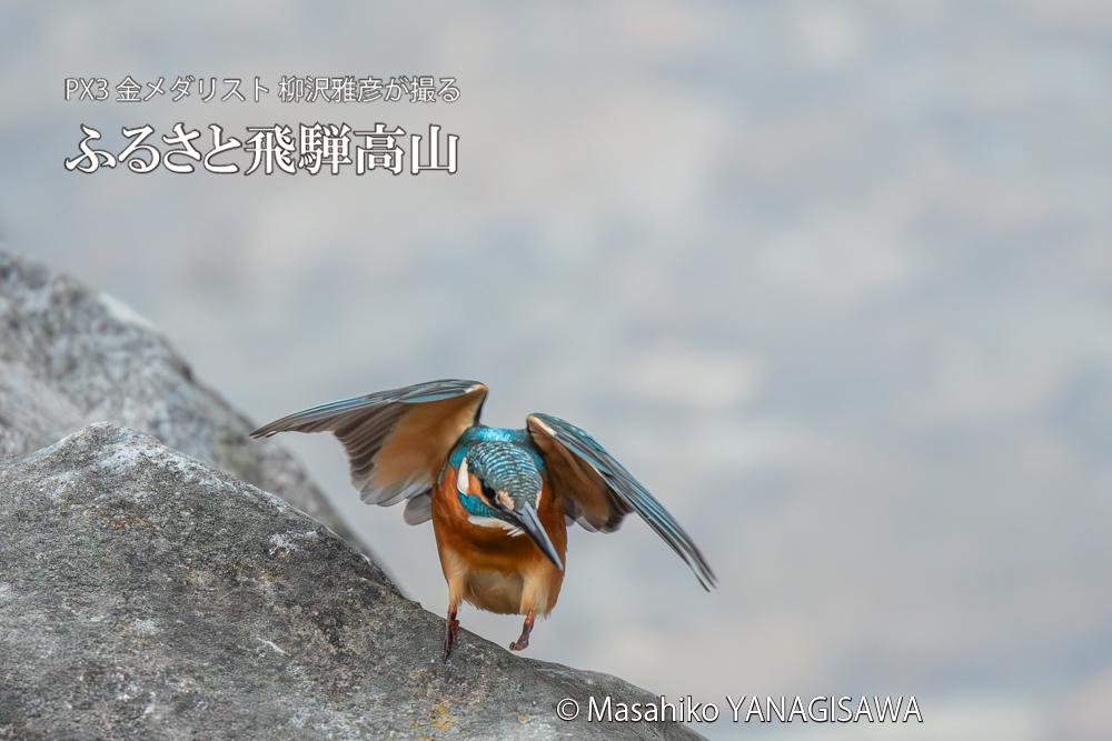 飛騨高山に棲むカワセミの写真。撮影・柳沢雅彦