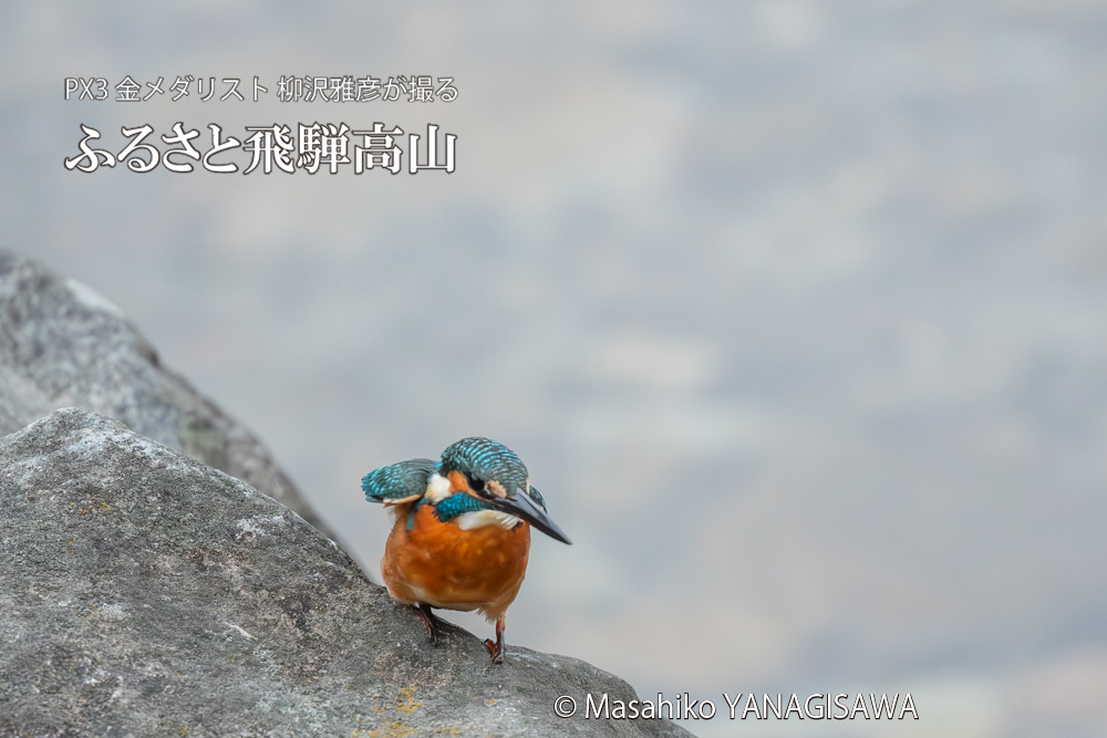 飛騨高山に棲むカワセミの写真。撮影・柳沢雅彦