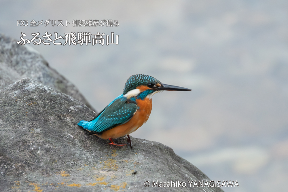 飛騨高山に棲むカワセミの写真。撮影・柳沢雅彦