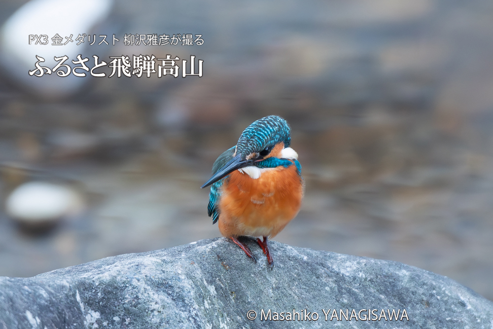 飛騨高山に棲むカワセミの写真。撮影・柳沢雅彦