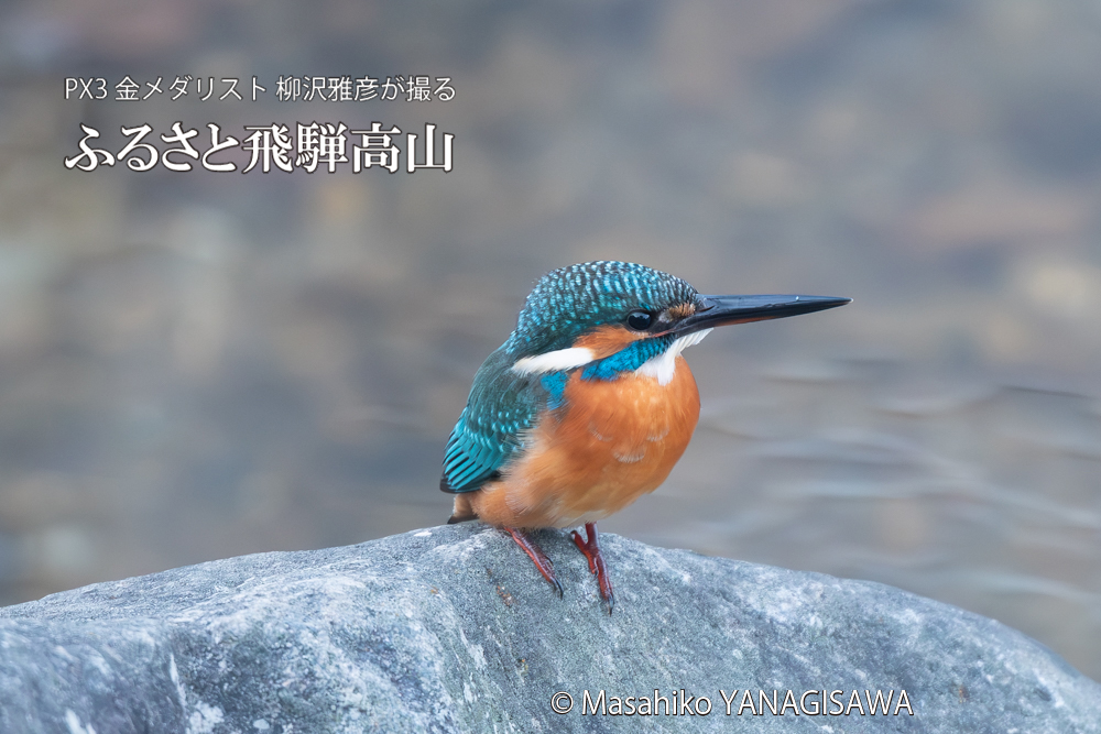 飛騨高山に棲むカワセミの写真。撮影・柳沢雅彦