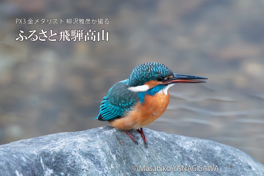飛騨高山に棲むカワセミの写真。撮影・柳沢雅彦
