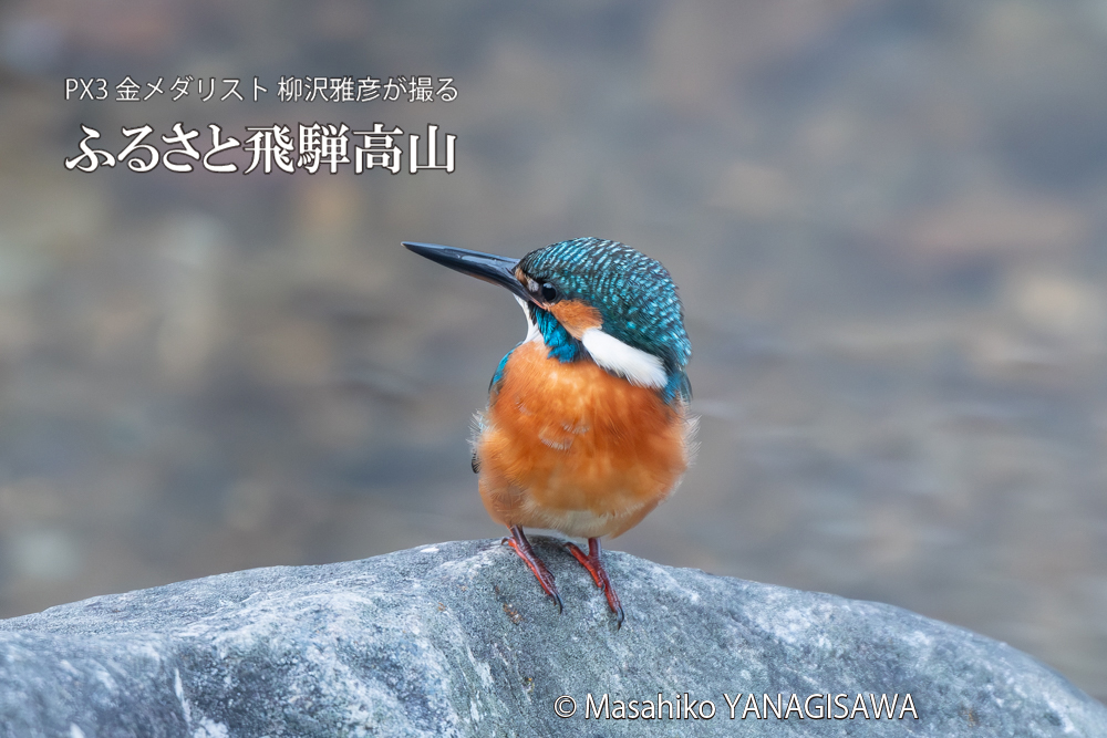飛騨高山に棲むカワセミの写真。撮影・柳沢雅彦