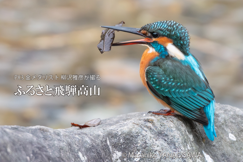 飛騨高山に棲むカワセミの写真。撮影・柳沢雅彦
