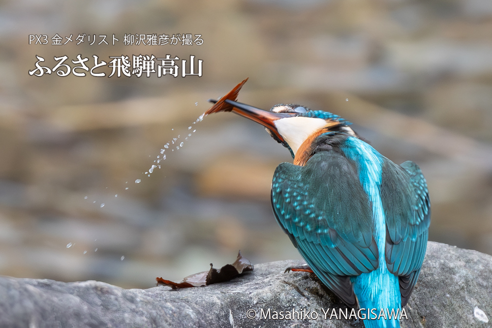 飛騨高山に棲むカワセミの写真。撮影・柳沢雅彦