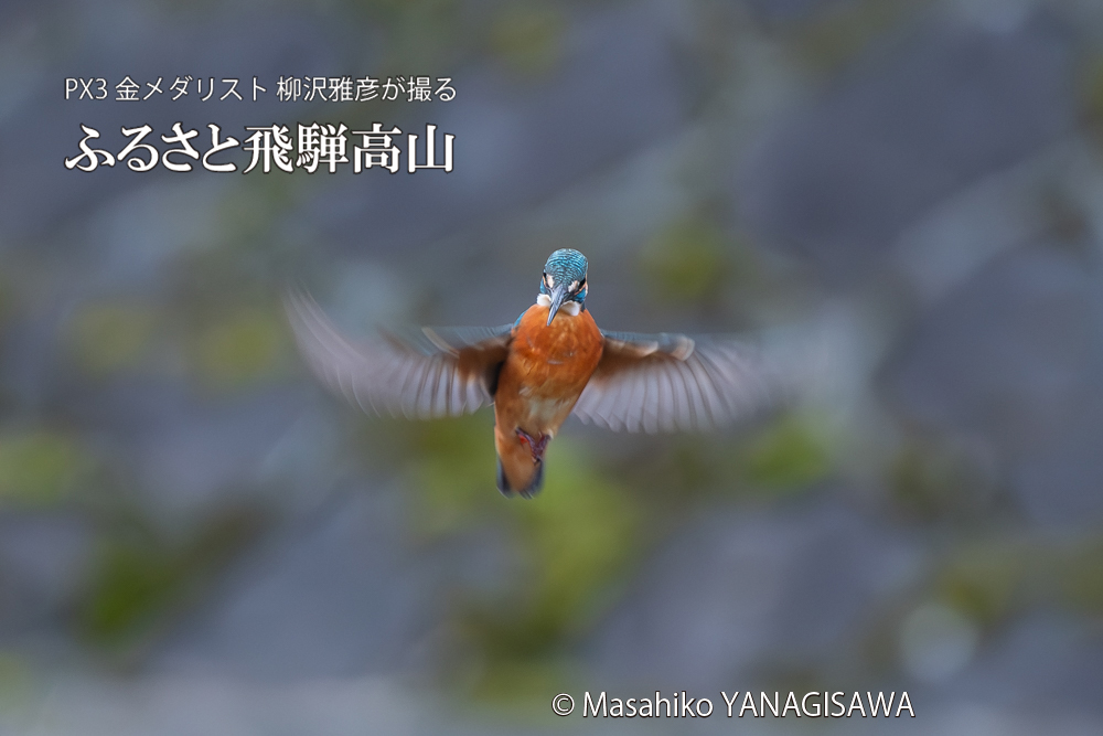飛騨高山に棲むカワセミの写真。撮影・柳沢雅彦