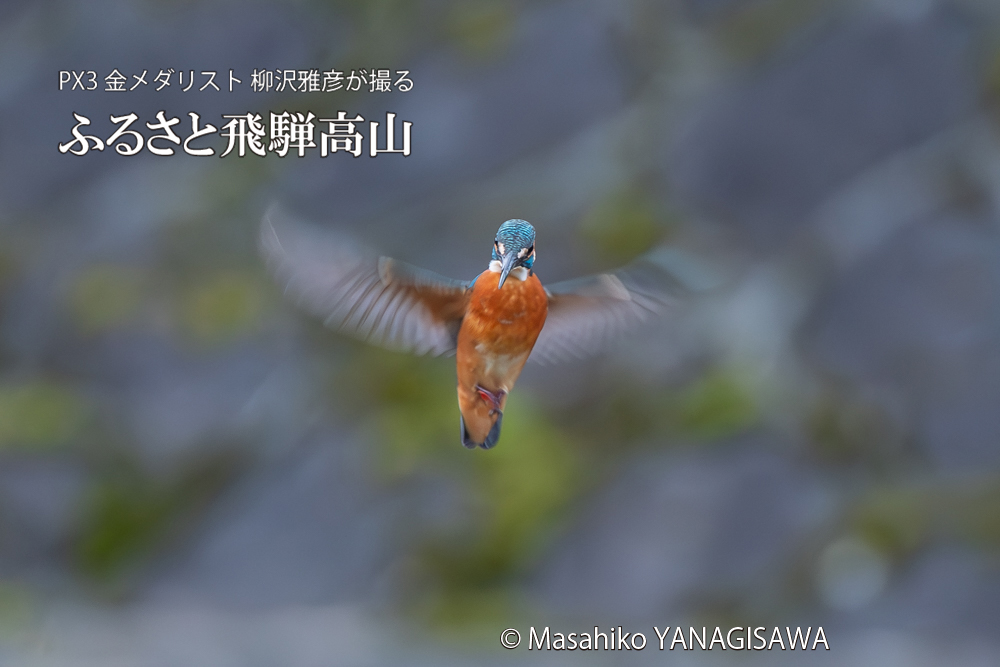 飛騨高山に棲むカワセミの写真。撮影・柳沢雅彦