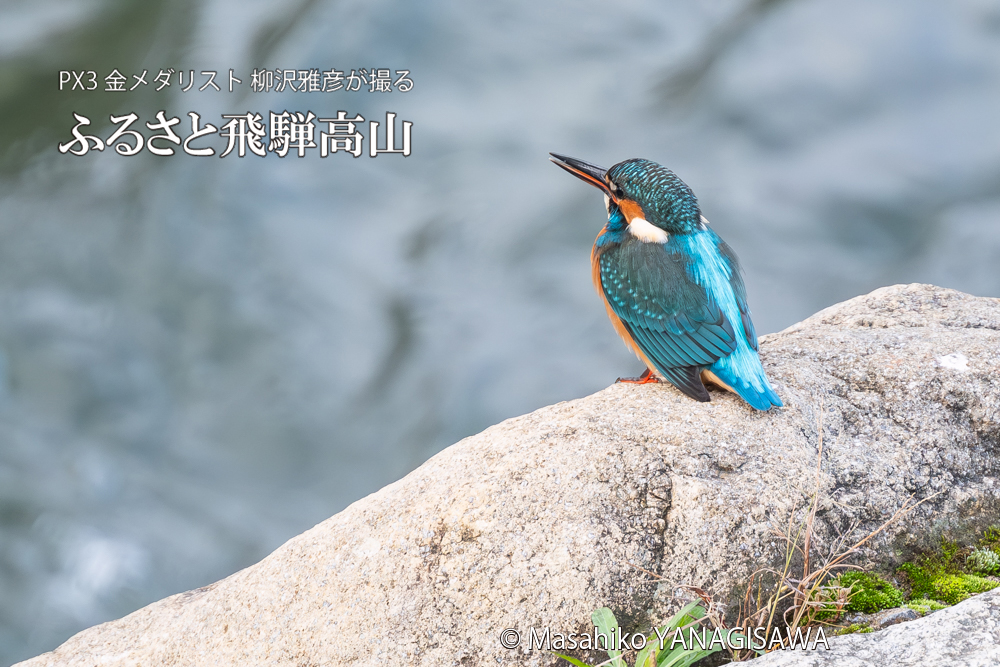 飛騨高山に棲むカワセミの写真。撮影・柳沢雅彦