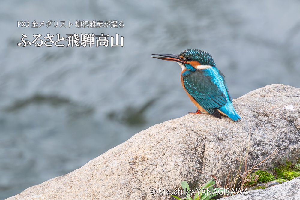 飛騨高山に棲むカワセミの写真。撮影・柳沢雅彦