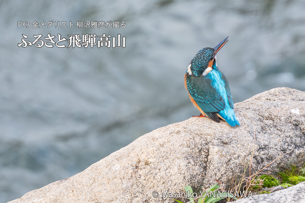 飛騨高山に棲むカワセミの写真。撮影・柳沢雅彦