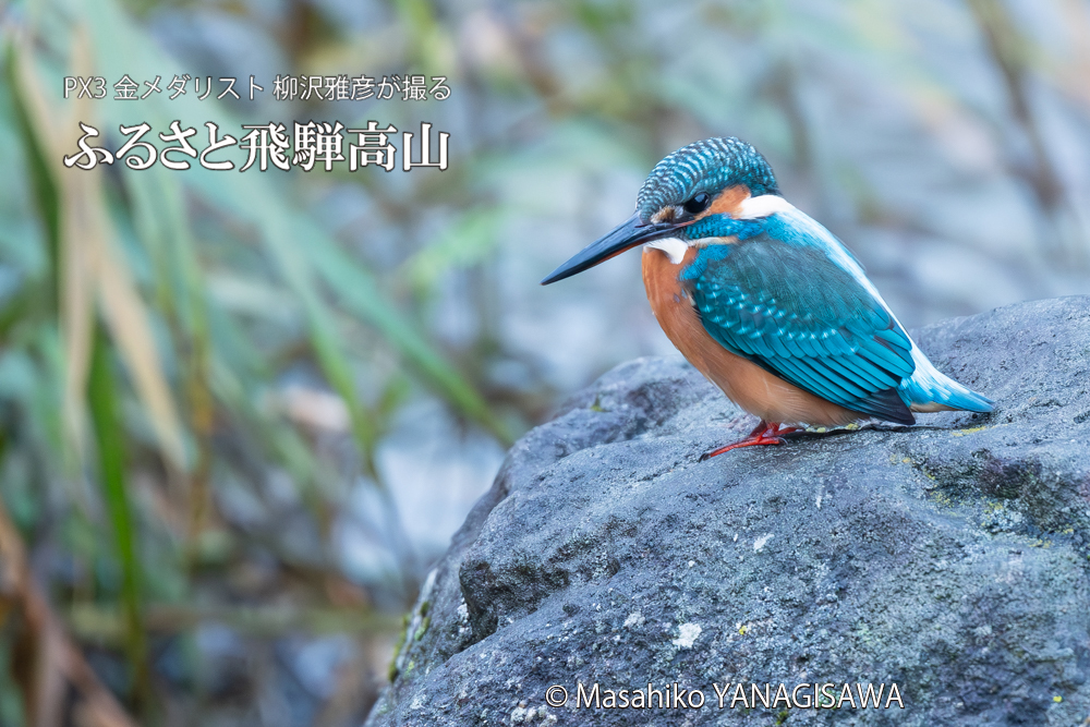 飛騨高山に棲むカワセミの写真。撮影・柳沢雅彦