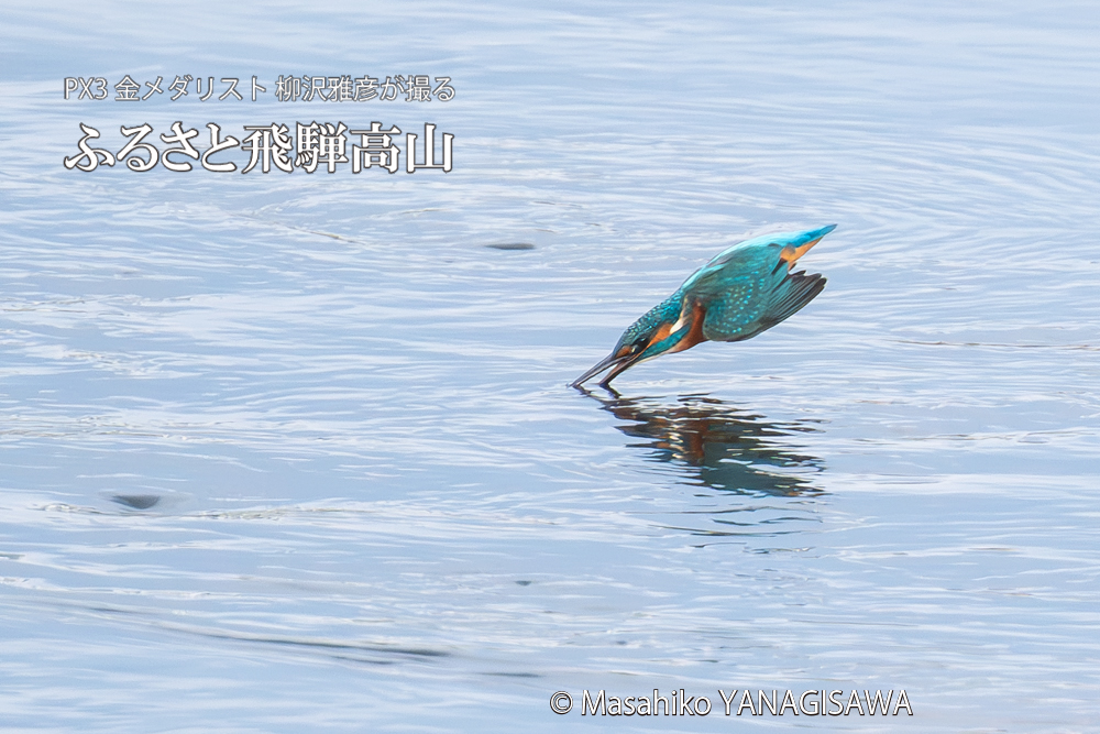 飛騨高山に棲むカワセミの写真。撮影・柳沢雅彦