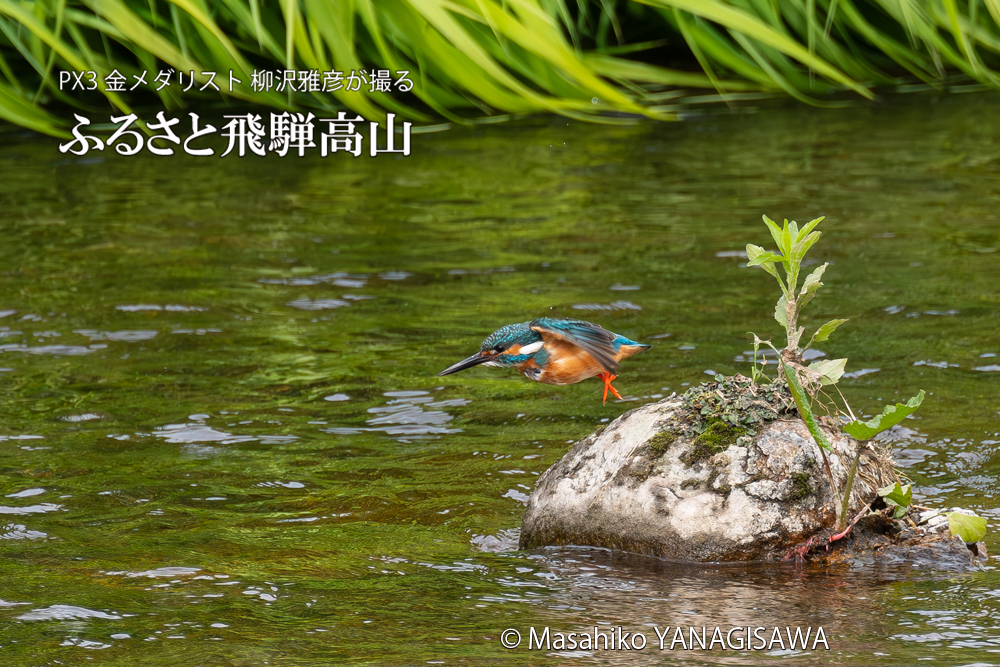 飛騨高山に棲むカワセミの写真。撮影・柳沢雅彦