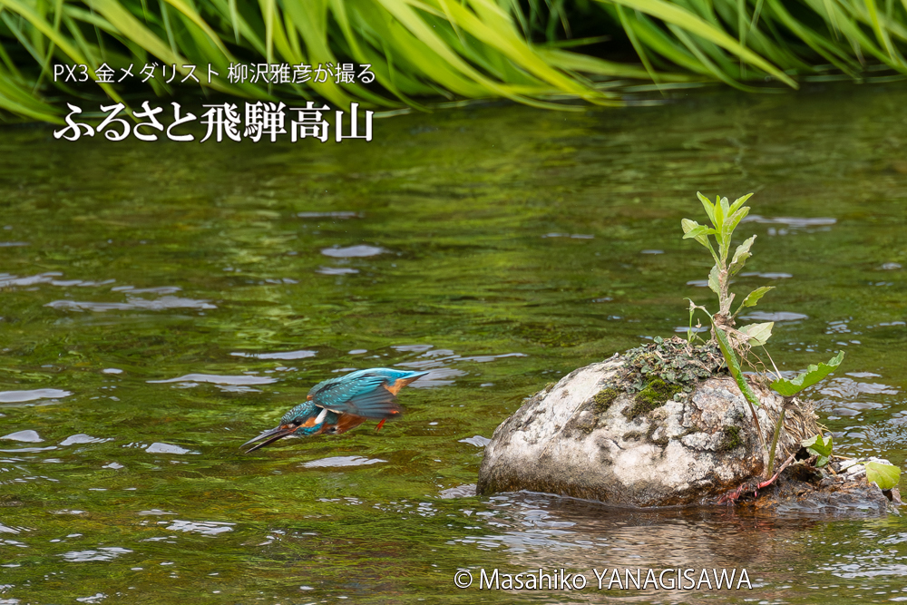 飛騨高山に棲むカワセミの写真。撮影・柳沢雅彦