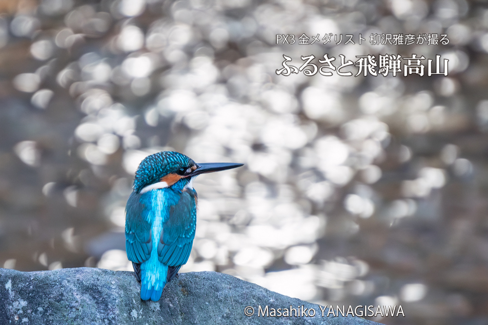 飛騨高山に棲むカワセミの写真。撮影・柳沢雅彦