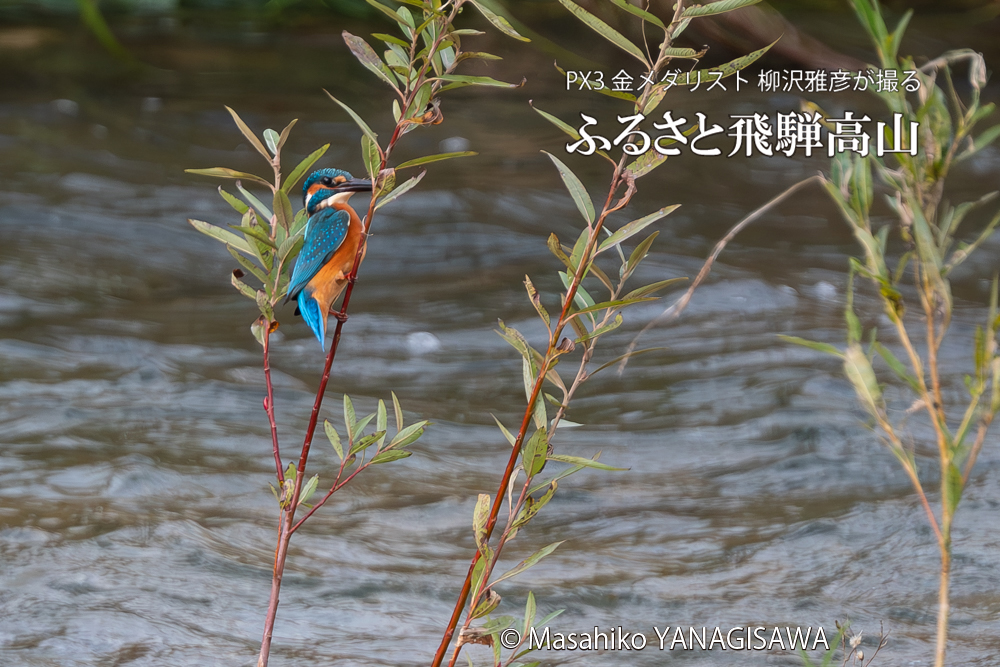 飛騨高山に棲むカワセミの写真。撮影・柳沢雅彦