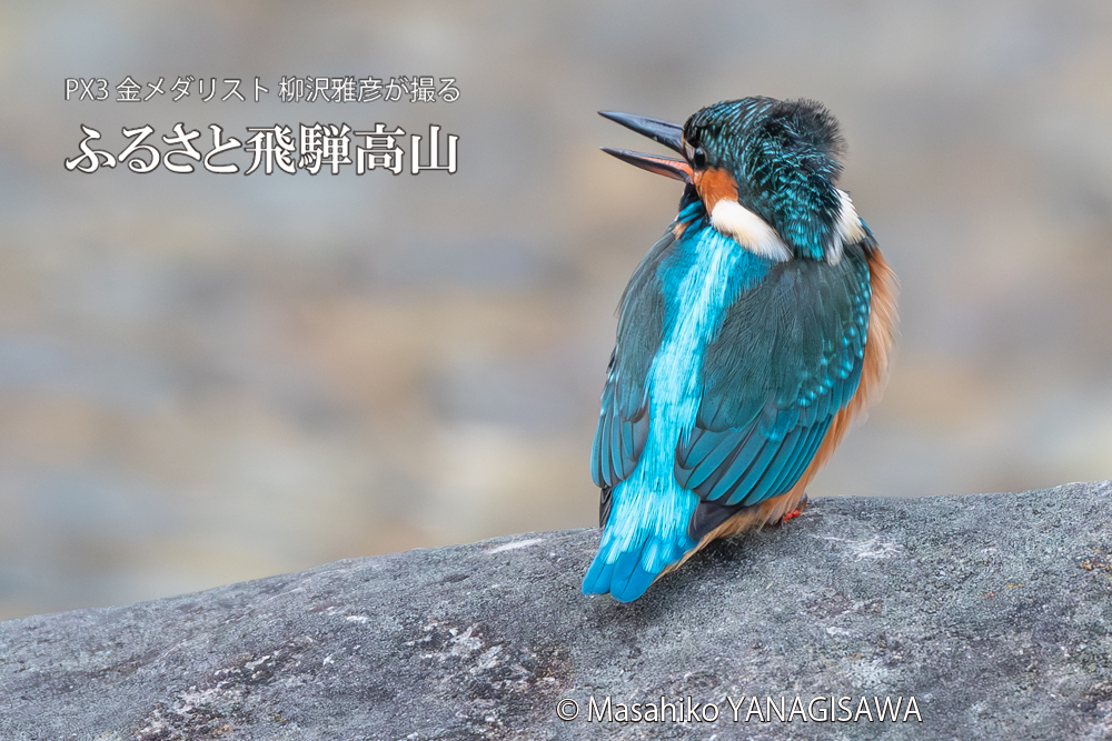 飛騨高山に棲むカワセミの写真。撮影・柳沢雅彦