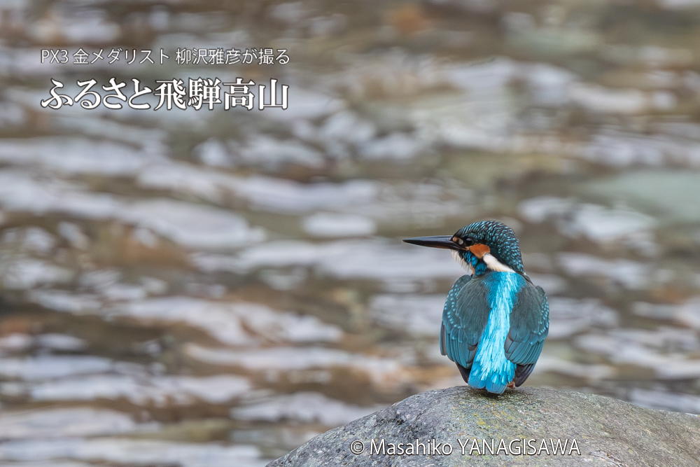 飛騨高山に棲むカワセミの写真。撮影・柳沢雅彦