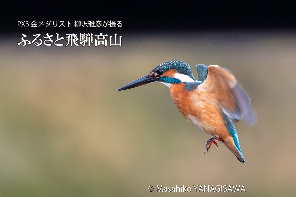 飛騨高山に棲むカワセミの写真。撮影・柳沢雅彦