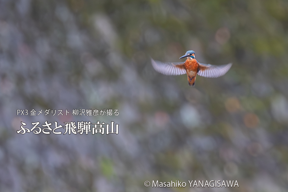飛騨高山に棲むカワセミの写真。撮影・柳沢雅彦