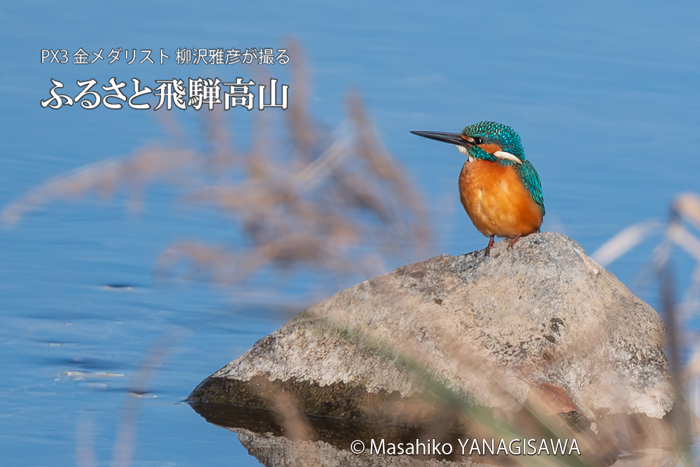 飛騨高山に棲むカワセミの写真。撮影・柳沢雅彦
