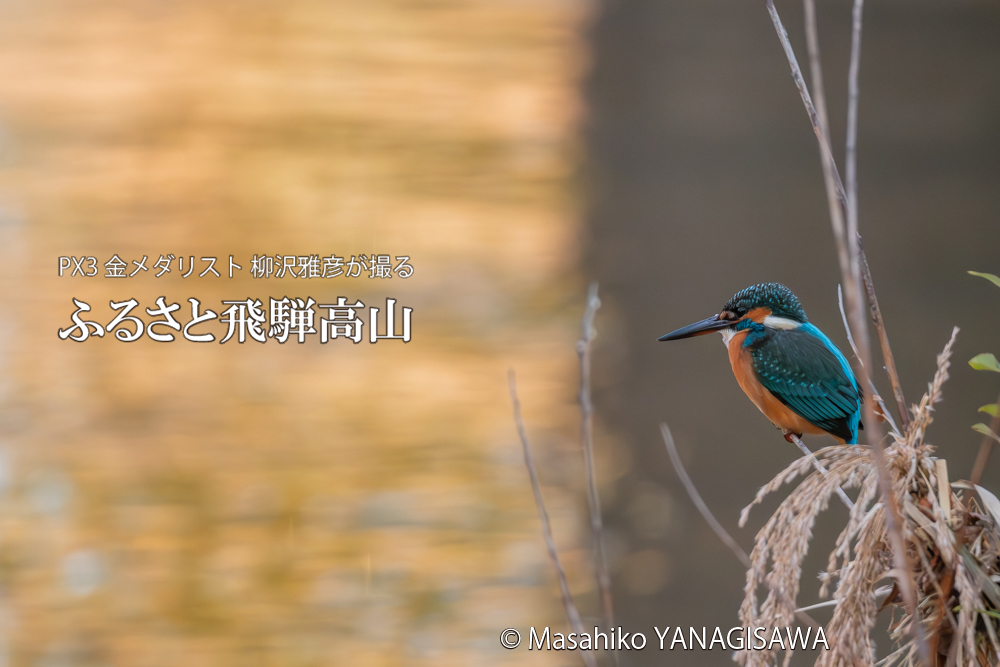 飛騨高山に棲むカワセミの写真。撮影・柳沢雅彦