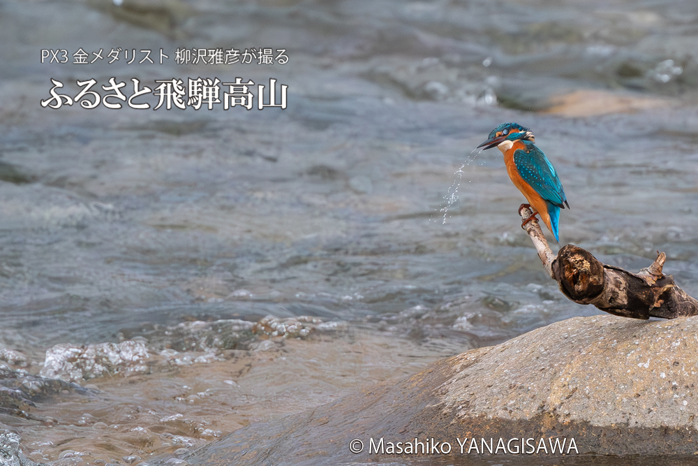 飛騨高山に棲むカワセミの写真。撮影・柳沢雅彦