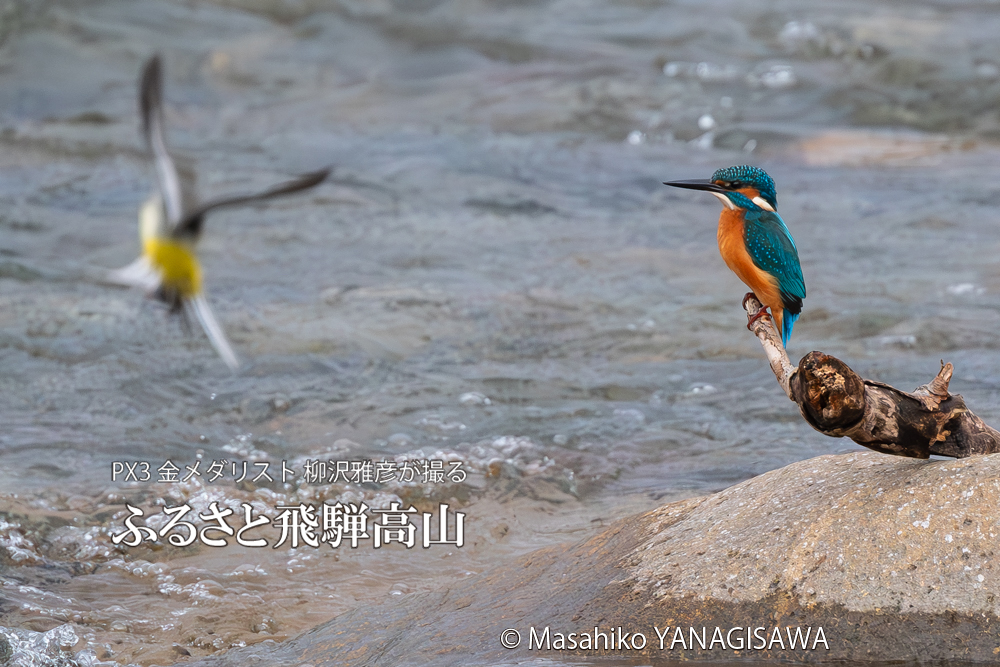 飛騨高山に棲むカワセミの写真。撮影・柳沢雅彦