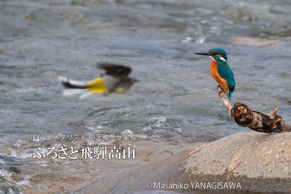 飛騨高山に棲むカワセミの写真。撮影・柳沢雅彦