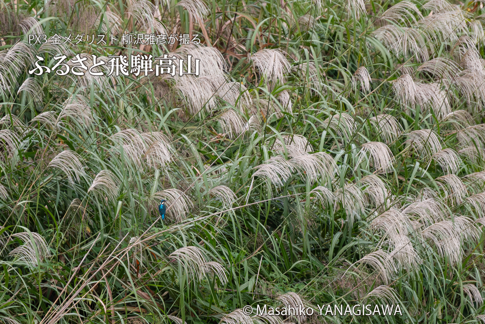 飛騨高山に棲むカワセミの写真。撮影・柳沢雅彦