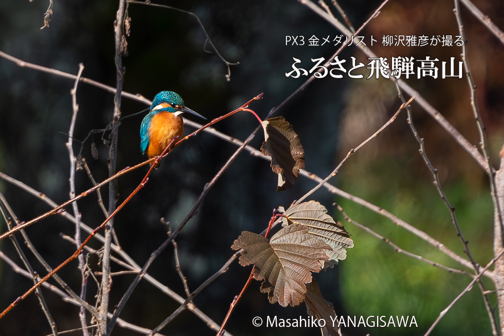 飛騨高山に棲むカワセミの写真。撮影・柳沢雅彦