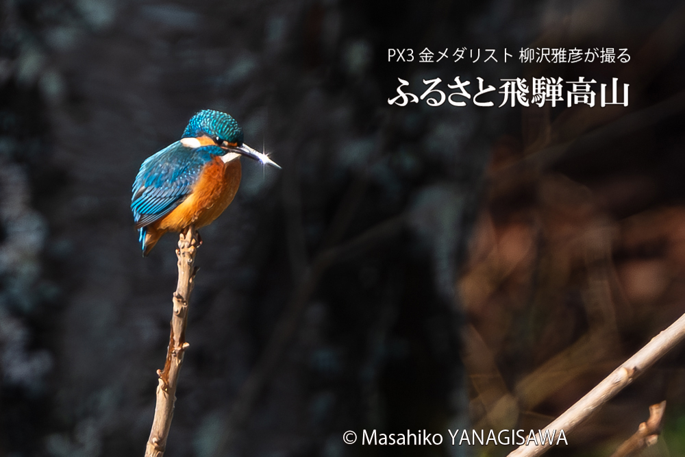 飛騨高山に棲むカワセミの写真。撮影・柳沢雅彦