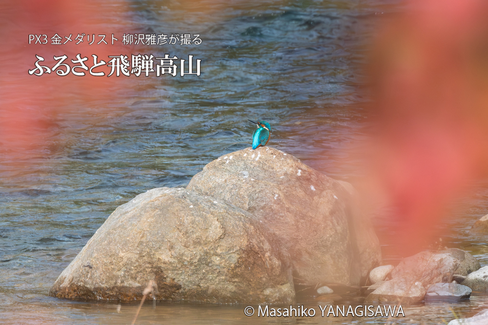 飛騨高山に棲むカワセミの写真。撮影・柳沢雅彦