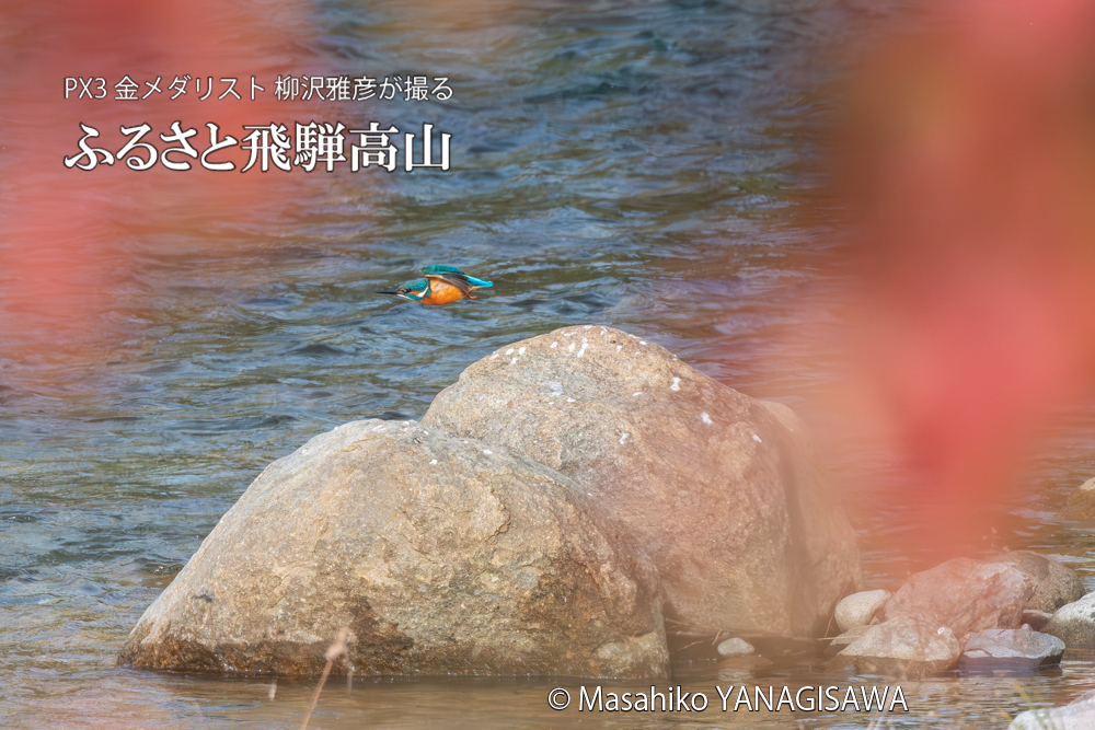 飛騨高山に棲むカワセミの写真。撮影・柳沢雅彦