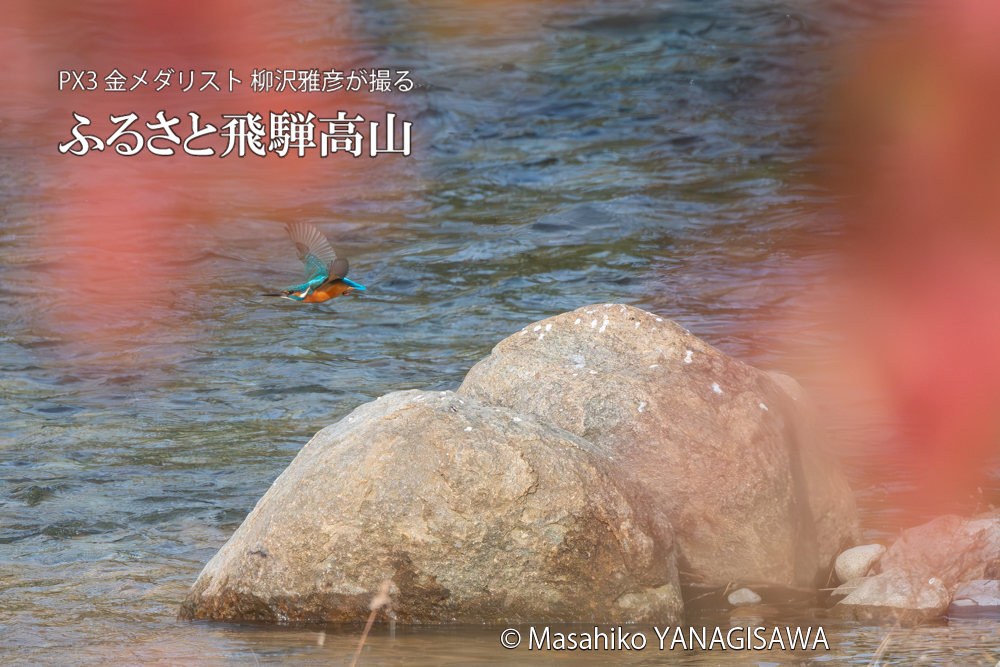 飛騨高山に棲むカワセミの写真。撮影・柳沢雅彦
