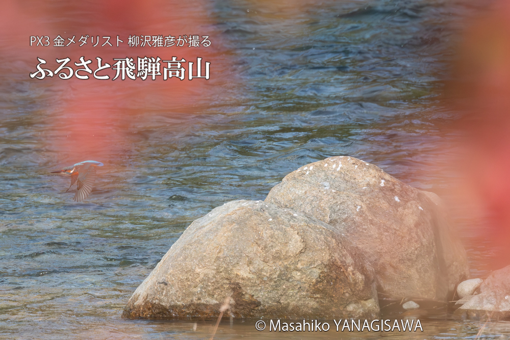 飛騨高山に棲むカワセミの写真。撮影・柳沢雅彦