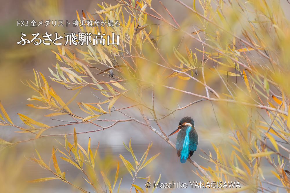 飛騨高山に棲むカワセミの写真。撮影・柳沢雅彦