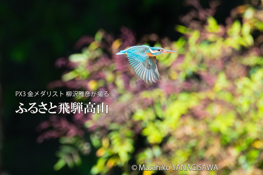 飛騨高山に棲むカワセミの写真。撮影・柳沢雅彦