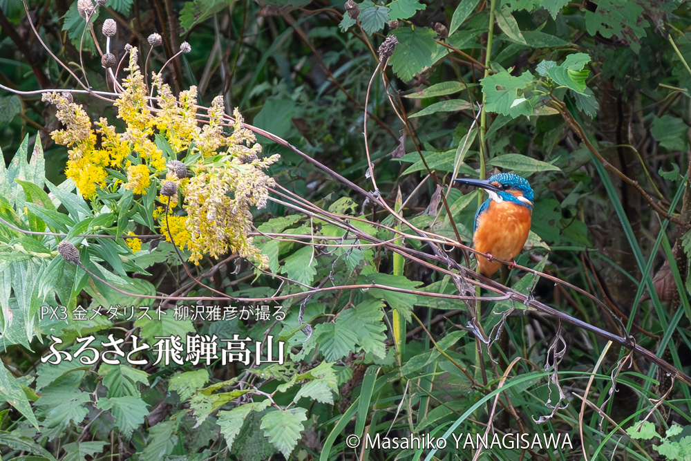 飛騨高山に棲むカワセミの写真。撮影・柳沢雅彦