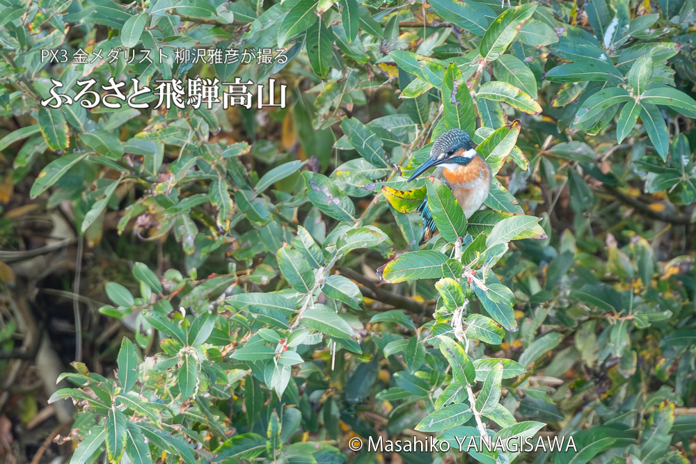 飛騨高山に棲むカワセミの写真。撮影・柳沢雅彦