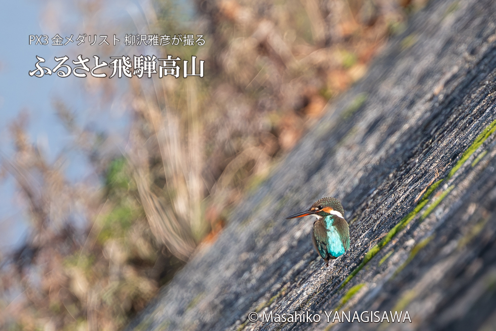 飛騨高山に棲むカワセミの写真。撮影・柳沢雅彦