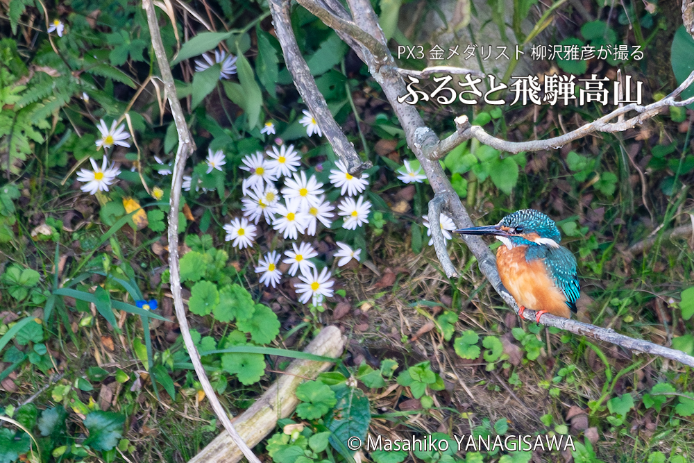 飛騨高山に棲むカワセミの写真。撮影・柳沢雅彦