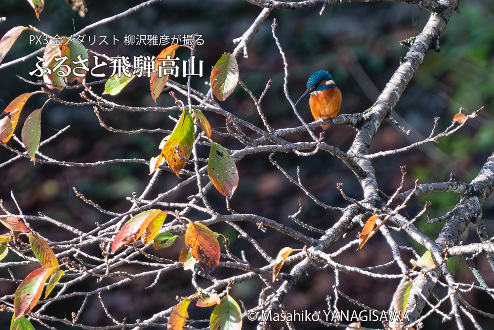 飛騨高山に棲むカワセミの写真。撮影・柳沢雅彦