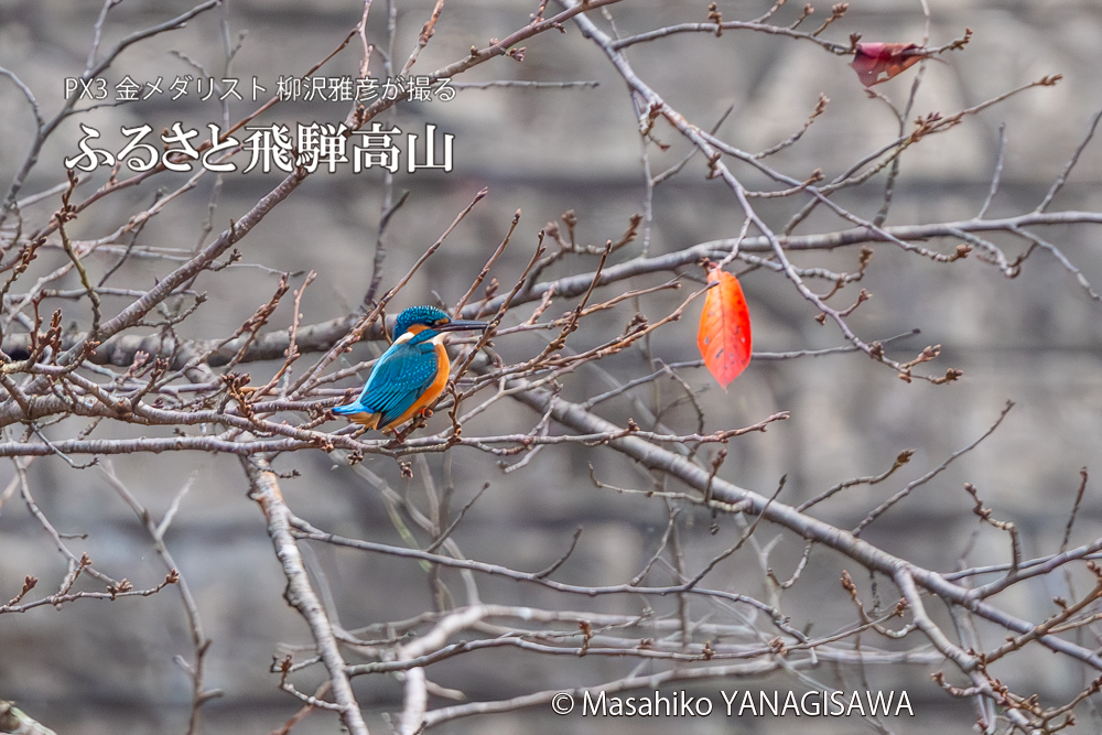 飛騨高山に棲むカワセミの写真。撮影・柳沢雅彦