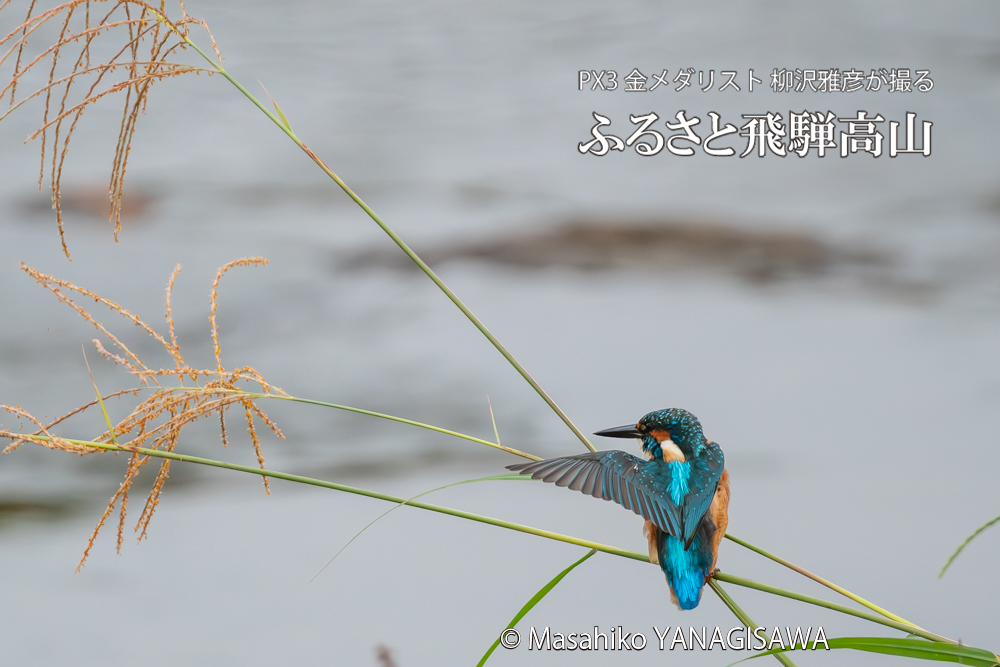 飛騨高山に棲むカワセミの写真。撮影・柳沢雅彦