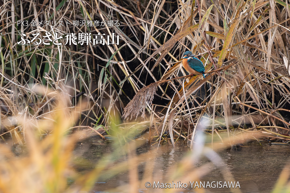 飛騨高山に棲むカワセミの写真。撮影・柳沢雅彦