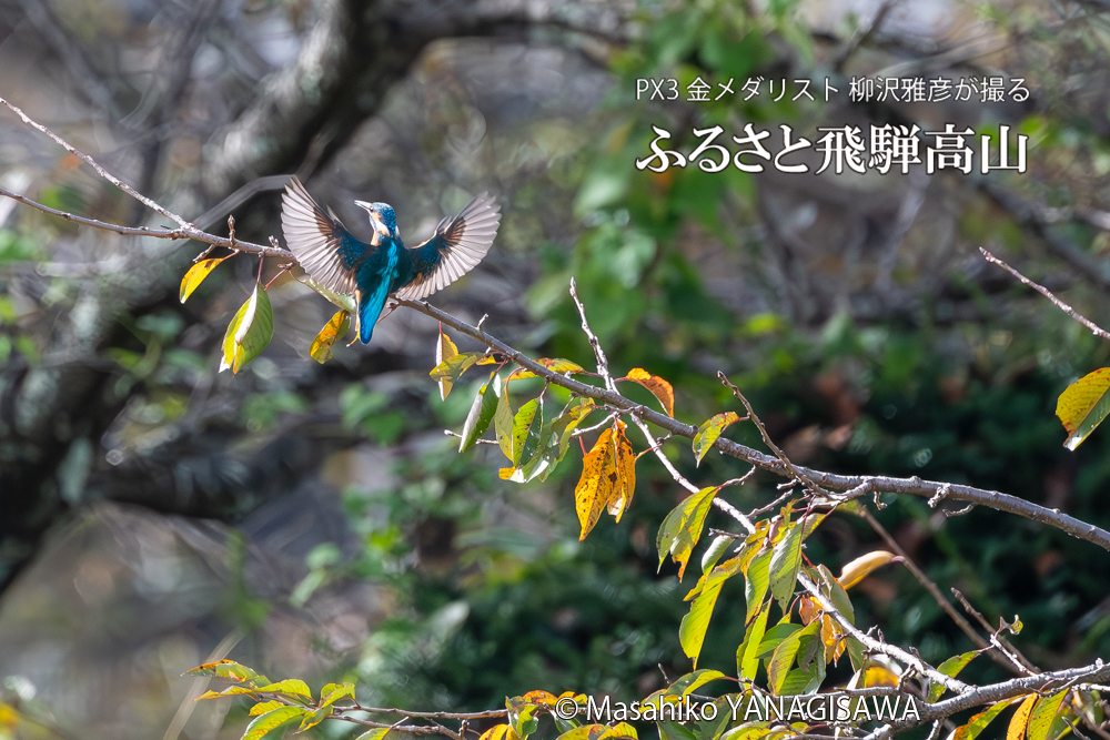 飛騨高山に棲むカワセミの写真。撮影・柳沢雅彦