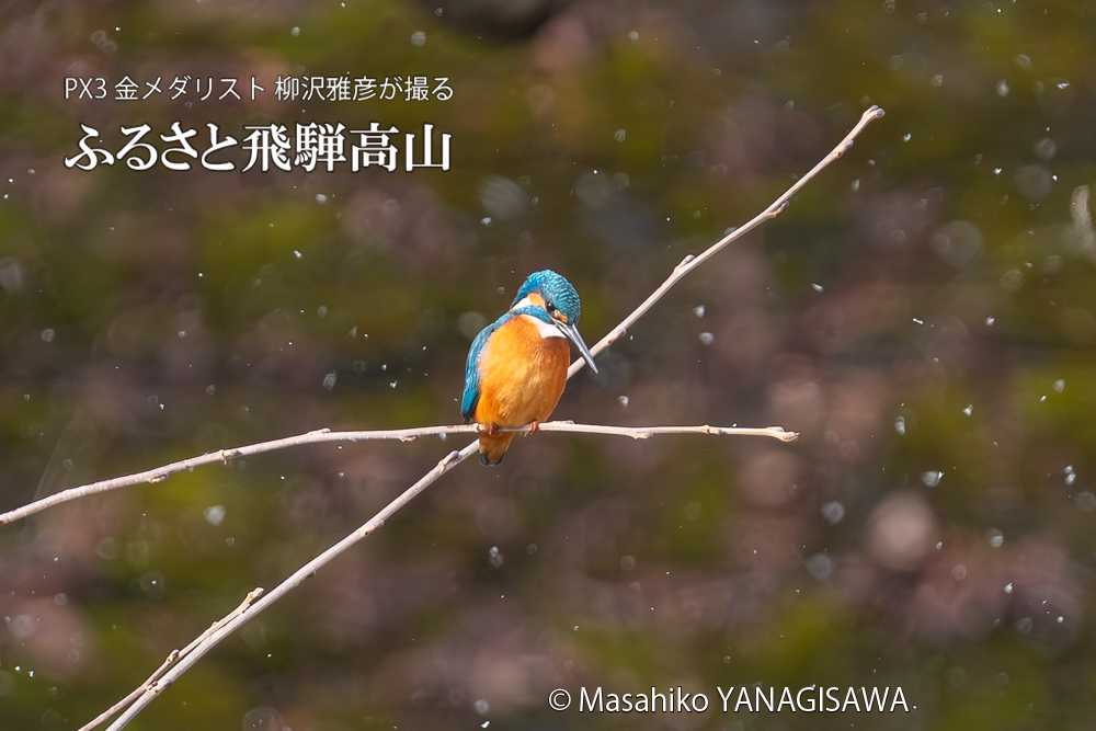 飛騨高山に棲むカワセミの写真。撮影・柳沢雅彦