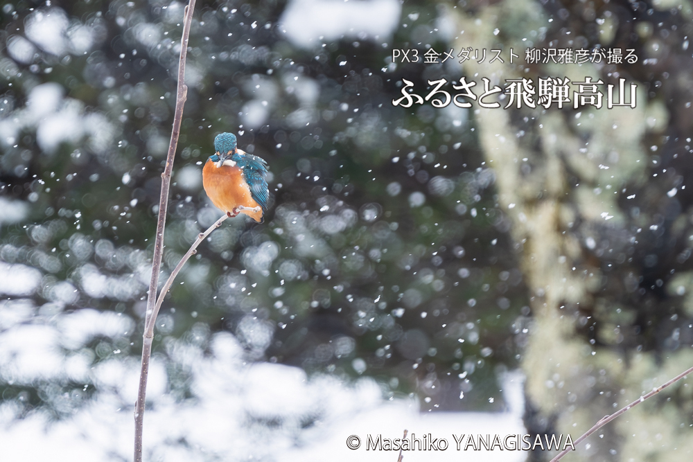 飛騨高山に棲むカワセミの写真。撮影・柳沢雅彦